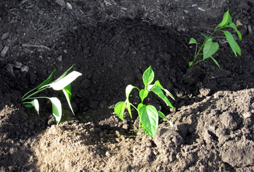 Growing Jalapeno Peppers: Planting peppers in the Ground 